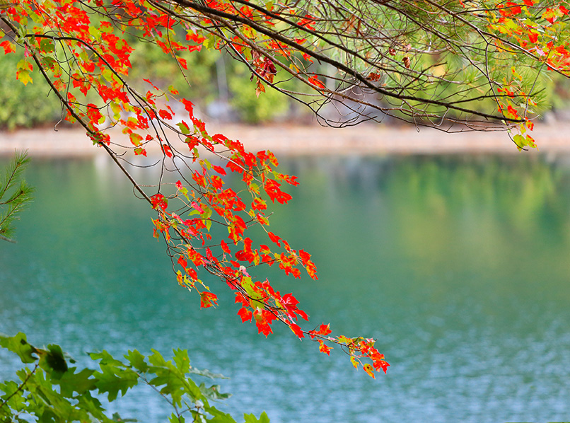 red flowers over water